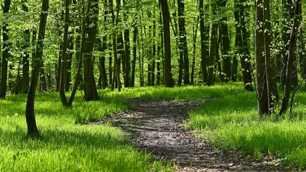 Beautiful green background with forest. Spring nature with trees. Colorful background.