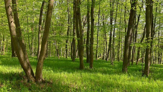 Beautiful green background with forest. Spring nature with trees. Colorful background.