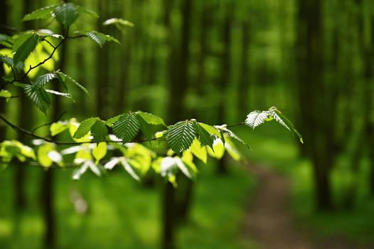 Beautiful green background with forest. Spring nature with trees. Colorful background.