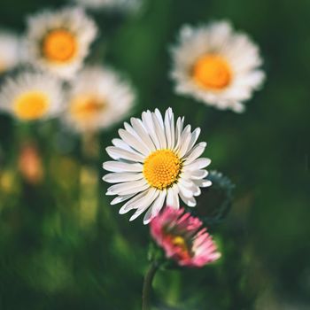 Spring flower - daisy. Macro shot of spring nature up close.