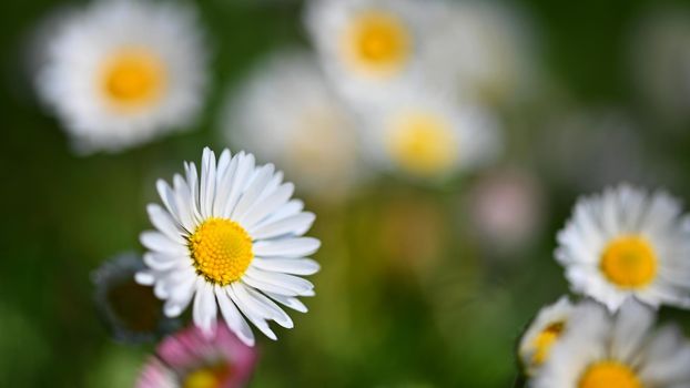 Spring flower - daisy. Macro shot of spring nature up close.