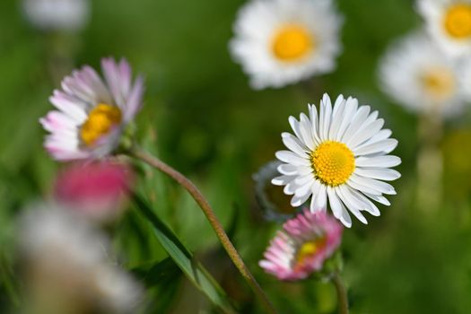 Spring flower - daisy. Macro shot of spring nature up close.