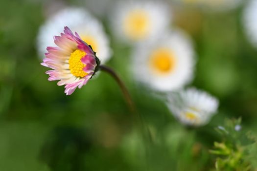 Spring flower - daisy. Macro shot of spring nature up close.