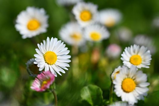 Spring flower - daisy. Macro shot of spring nature up close.