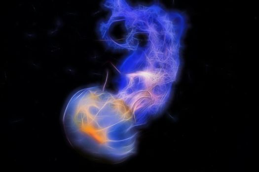Background exotic blue jellyfish with a tail on a black background.