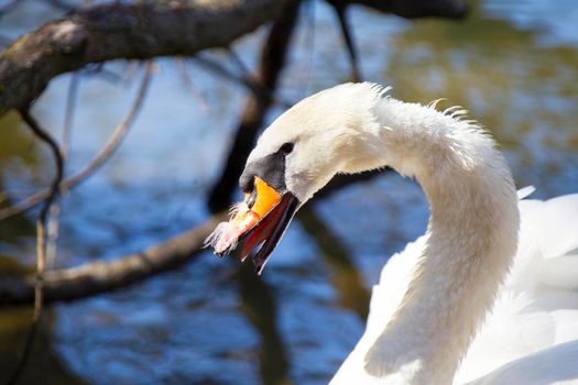 The head of a wild swan on a background of blue lake.