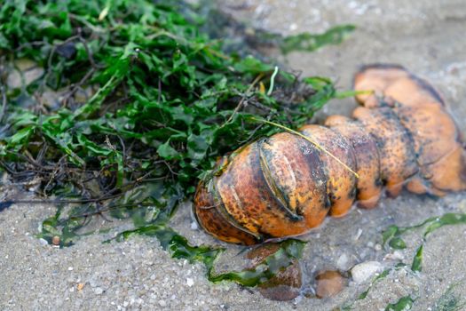 a dead lobster washed up on the ocean shore. Dead Lobster on beach sand in Singapore