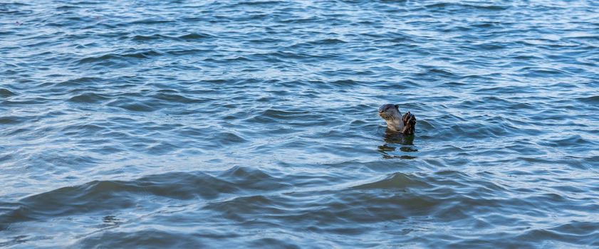 Smooth-coated Otter (Lutrogale perspicillata). carnivorous, aquatic, mammal. Swimming in river, eating fish. Singapore.