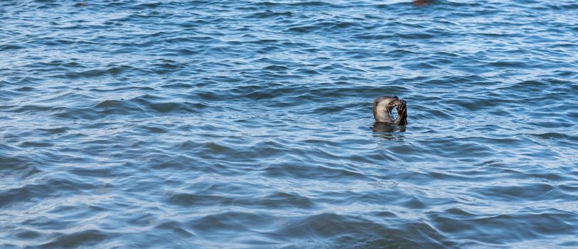 Smooth-coated Otter (Lutrogale perspicillata). carnivorous, aquatic, mammal. Swimming in river, eating fish. Singapore.