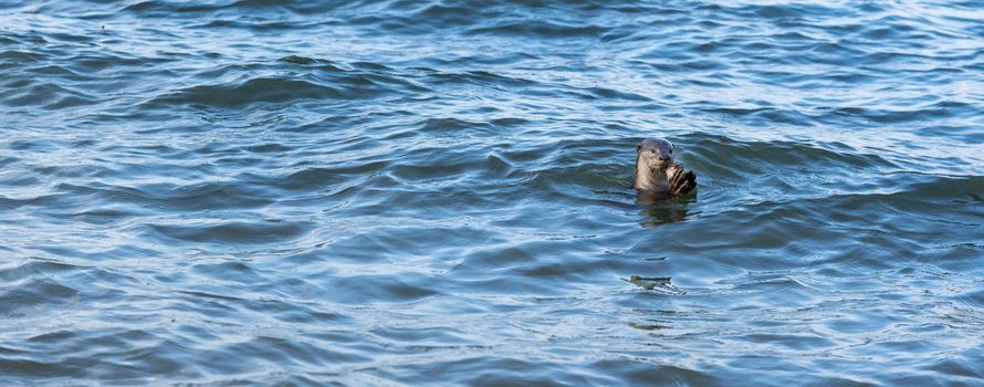 Smooth-coated Otter (Lutrogale perspicillata). carnivorous, aquatic, mammal. Swimming in river, eating fish. Singapore.