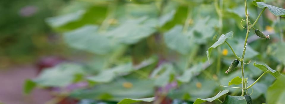 Banner green cucumbers on a branch