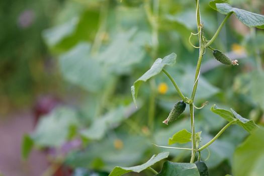 Young cucumbers on a green branch.