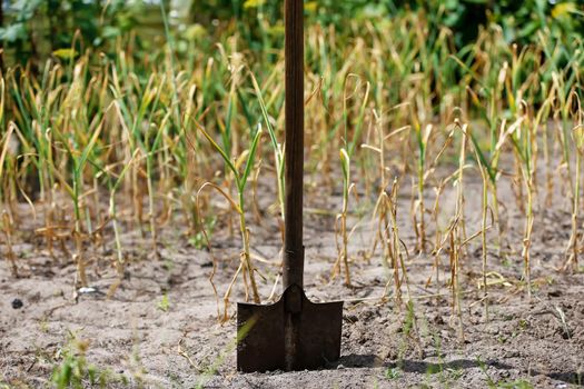 Garden shovel in the ground against the background of plants