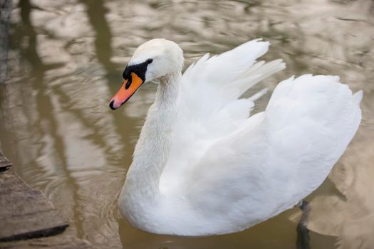 White swan in the wild. A beautiful swan swims in the lake.