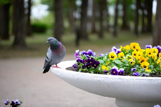 City pigeon sits on a flower bed.