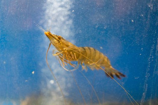 Close up alive river shrimps in fish tank ,aquarium fish at thai local market.