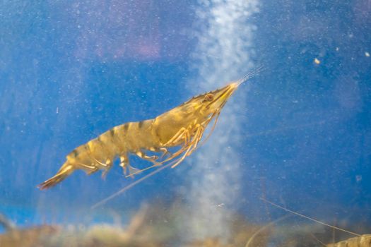 Close up alive river shrimps in fish tank ,aquarium fish at thai local market.