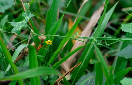 Leaves and Yellow flower with flying Hoverfly, also called flower flies or syrphid flies, make up the insect family Syrphidae.