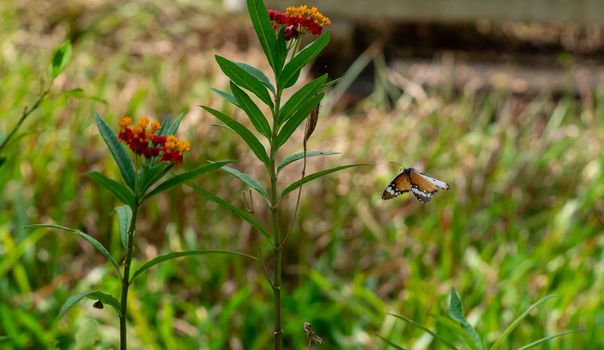 Flying Plain tiger or African monarch butterfly (Danaus chrysippus) in yellow and red flower habitat background. Beautiful Butterfly Portrait Backround