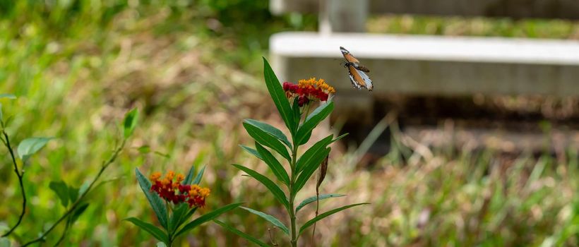 Blurry Flying Plain tiger or African monarch butterfly (Danaus chrysippus) in yellow and red flower habitat background. Beautiful Butterfly Portrait Backround