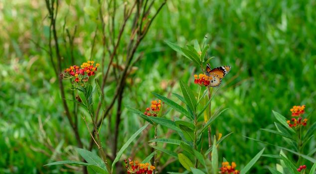 Red and Yellow flowers with Plain tiger or African monarch butterfly reting. Beautiful flowers with Butterfly Portrait Backround