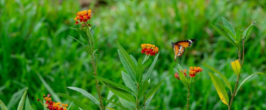 Blurry Flying Plain tiger or African monarch butterfly (Danaus chrysippus) in yellow and red flower habitat background. Beautiful Butterfly Portrait Backround