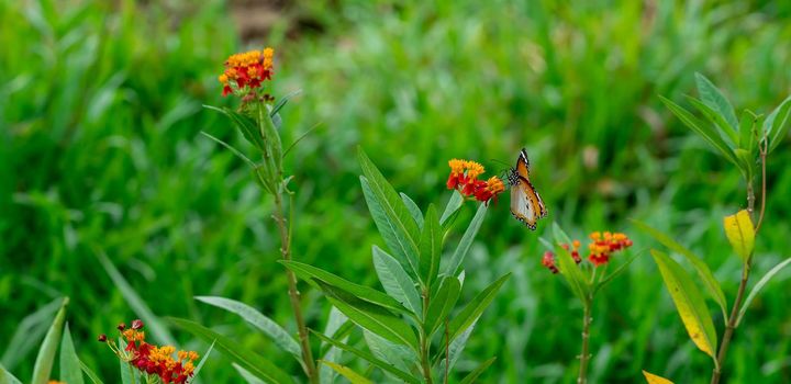 Resting  Plain tiger or African monarch butterfly (Danaus chrysippus) in yellow and red flower habitat background. Beautiful Butterfly Portrait Backround