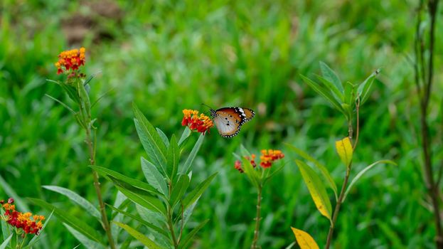 Resting  Plain tiger or African monarch butterfly (Danaus chrysippus) in yellow and red flower habitat background. Beautiful Butterfly Portrait Backround