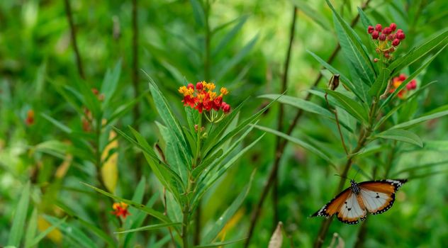 Blurry Flying Plain tiger or African monarch butterfly (Danaus chrysippus) in yellow and red flower habitat background. Beautiful Butterfly Portrait Backround