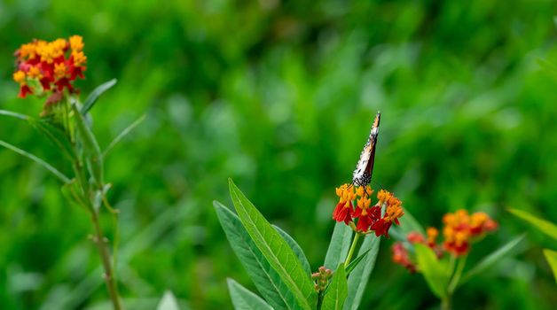 Closeup of  Plain tiger or African monarch butterfly (Danaus chrysippus) in yellow and red flower habitat background. Beautiful Butterfly Portrait Backround