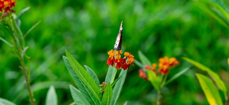 Closeup of  Plain tiger or African monarch butterfly (Danaus chrysippus) in yellow and red flower habitat background. Beautiful Butterfly Portrait Backround