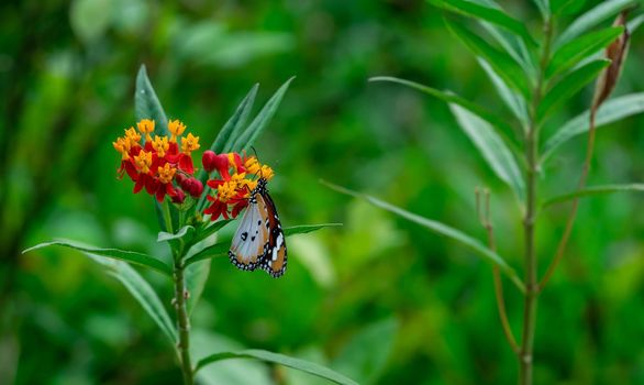 Closeup of  Plain tiger or African monarch butterfly (Danaus chrysippus) in yellow and red flower habitat background. Beautiful Butterfly Portrait Backround