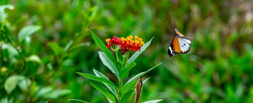 Blurry Flying Plain tiger or African monarch butterfly (Danaus chrysippus) in yellow and red flower habitat background. Beautiful Butterfly Portrait Backround