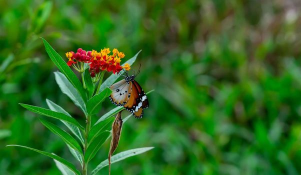 Closeup of  Plain tiger or African monarch butterfly (Danaus chrysippus) in yellow and red flower habitat background. Beautiful Butterfly Portrait Backround