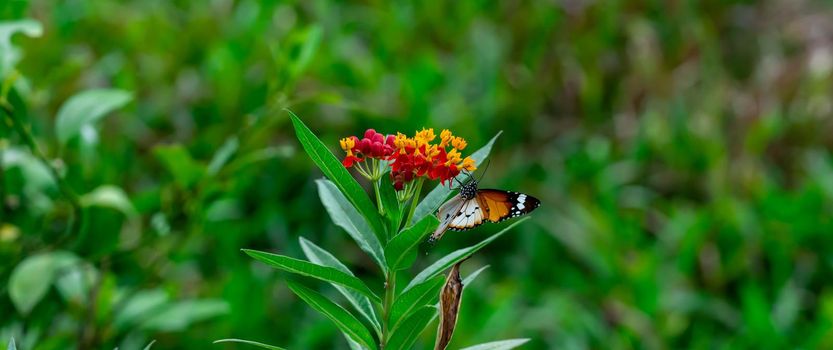 Closeup of  Plain tiger or African monarch butterfly (Danaus chrysippus) in yellow and red flower habitat background. Beautiful Butterfly Portrait Backround