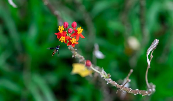 Yellow and Red flowers with flying Hoverfly, also called flower flies or syrphid flies, make up the insect family Syrphidae.
