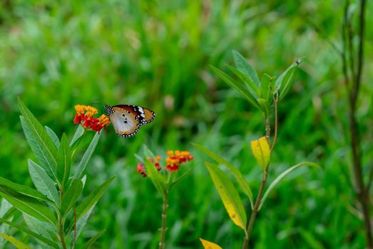 Closeup of  Plain tiger or African monarch butterfly (Danaus chrysippus) in yellow and red flower habitat background. Beautiful Butterfly Portrait Backround