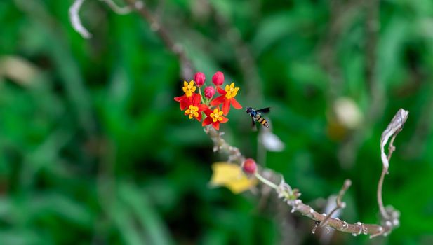 Yellow and Red flowers with flying Hoverfly, also called flower flies or syrphid flies, make up the insect family Syrphidae.