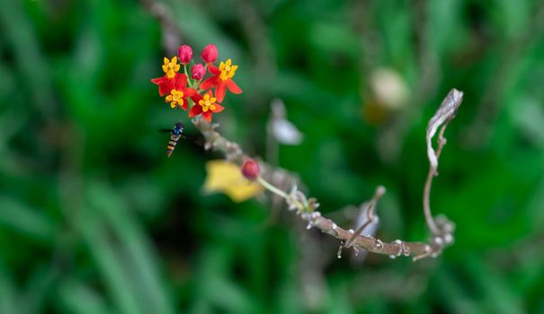 Yellow and Red flowers with flying Hoverfly, also called flower flies or syrphid flies, make up the insect family Syrphidae.