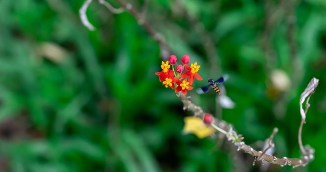 Yellow and Red flowers with flying Hoverfly, also called flower flies or syrphid flies, make up the insect family Syrphidae.