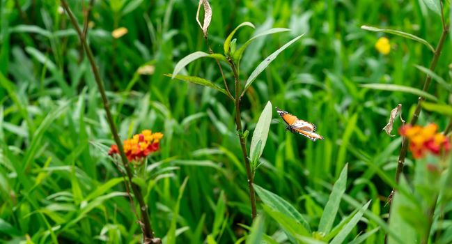 Blurry Flying Plain tiger or African monarch butterfly (Danaus chrysippus) in yellow and red flower habitat background. Beautiful Butterfly Portrait Backround