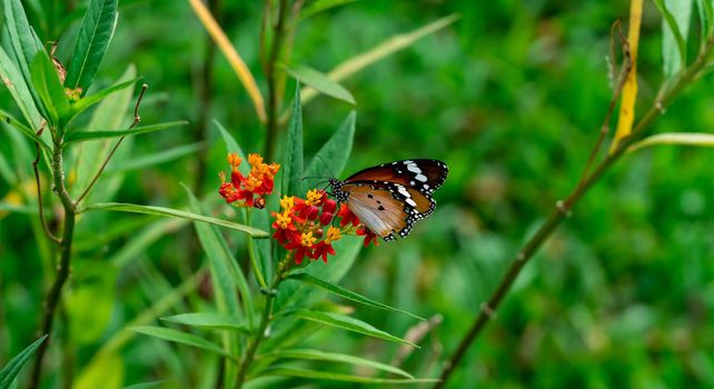 Macro shot of  Plain tiger or African monarch butterfly (Danaus chrysippus) in yellow and red flower habitat background. Beautiful Butterfly Portrait Backround