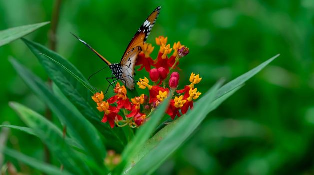 Macro shot Yellow and Red flowers with blurry Plain tiger or African monarch butterfly (Danaus chrysippus). Beauti fulflowers with Butterfly Portrait Backround