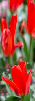 Vertical banner of red tulips.