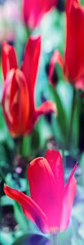 Vertical banner of red tulips.
