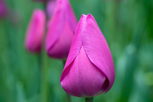 Purple tulip. Beautiful flower close-up.
