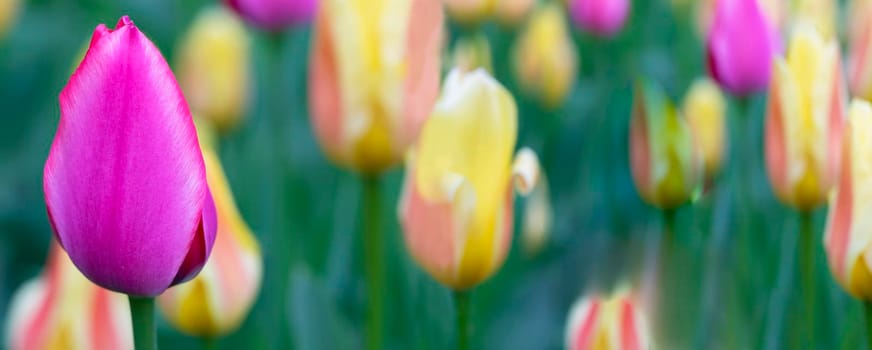 Purple tulip on a background of greenery. Banner with flowers.
