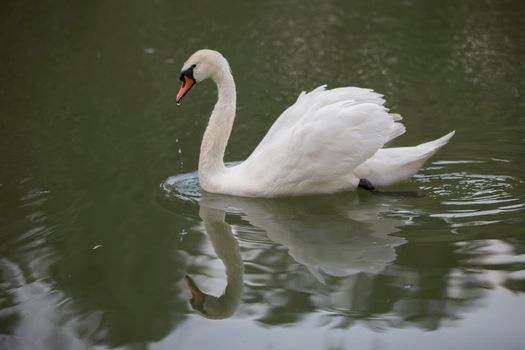 White swan in the wild. A beautiful swan swims in the lake.
