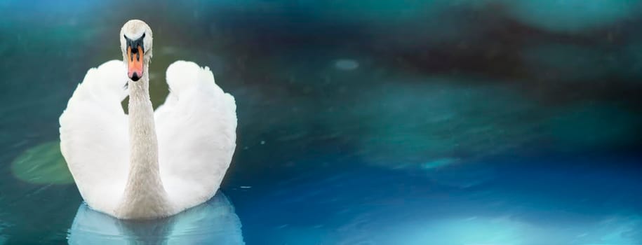 White swan banner on blurred blue water background. Beautiful bird swims