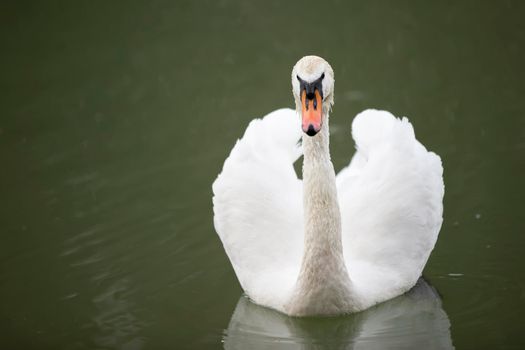 White swan in the wild. A beautiful swan swims in the lake.